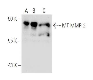 MT-MMP-2 Antibody (YZ-12) - Western Blotting - Image 50305Each CRISPR/Cas9 Knockout (KO) Plasmid product consists of a pool of 3 plasmids designed to ensure identification and cleavage of a specific gene for maximum knockout efficiency. Each plasmid encodes a unique 20 nt sequence derived from the GeCKO (v2) library.