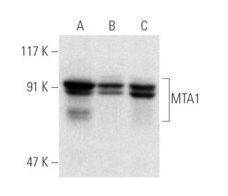 MTA1 Antibody (A-11) - Western Blotting - Image 1377 