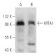 MTA1 Antibody (A-11) - Western Blotting - Image 354742