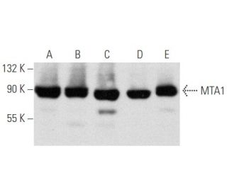 western blotting image from recommended MTA1 (E-12) monoclonal antibody replacement. Image 354745