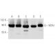 western blotting image from recommended MTA1 (E-12) monoclonal antibody replacement. Image 354745