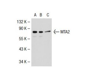 MTA2 Antibody (F-9) - Western Blotting - Image 39768