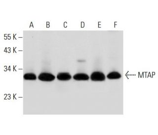 MTAP Antibody (42-T) - Western Blotting - Image 304247 