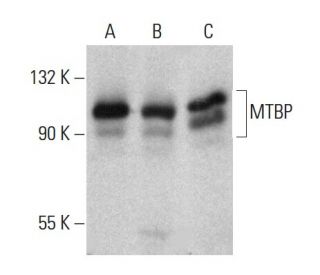MTBP Antibody (B-5) - Western Blotting - Image 385176 