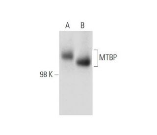 MTBP Antibody (B-5) - Western Blotting - Image 147492