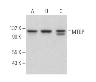 MTBP Antibody (B-5) - Western Blotting - Image 373016