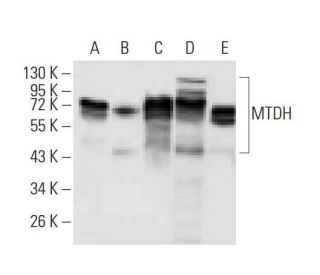 MTDH Antibody (2F11C3D4) - Western Blotting - Image 358248