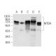 MTDH Antibody (2F11C3D4) - Western Blotting - Image 358248