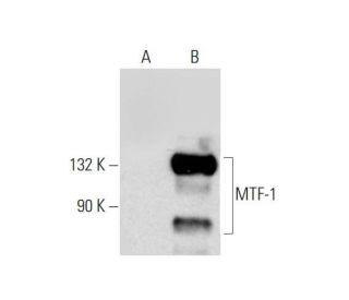 MTF-1 Antibody (H-6) - Western Blotting - Image 144611