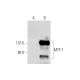MTF-1 Antibody (H-6) - Western Blotting - Image 144611