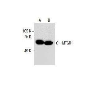 MTGR1 Antibody (B-7) - Western Blotting - Image 286107 