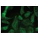MTH1 Antibody (A-11) - Immunofluorescence - Image 149288 
