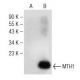 MTH1 Antibody (A-11) - Western Blotting - Image 146409