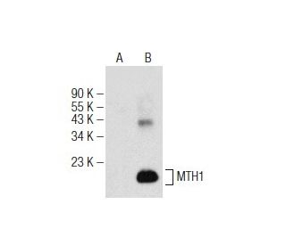 MTH1 Antibody (E-2) - Western Blotting - Image 147368