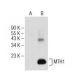 MTH1 Antibody (E-2) - Western Blotting - Image 147368
