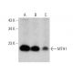 MTH1 Antibody (H-1) - Western Blotting - Image 358704 