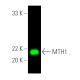MTH1 Antibody (H-1) - Western Blotting - Image 389798