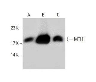 MTH1 Antibody (H-1) - Western Blotting - Image 130317