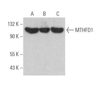 MTHFD1 Antibody (A-1) - Western Blotting - Image 374942 