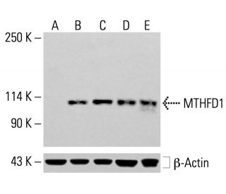 MTHFD1 Antibody (A-8) - Western Blotting - Image 413988 