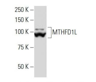 MTHFD1L Antibody (6C7) - Western Blotting - Image 34158