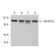 MTHFD1L Antibody (D-7) - Western Blotting - Image 379011