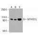 MTHFD1L Antibody (D-7) - Western Blotting - Image 416074