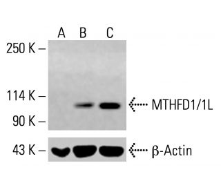 MTHFD1/1L Antibody (D-9) - Western Blotting - Image 414821