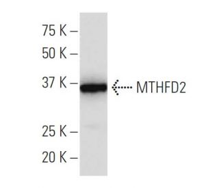 MTHFD2 Antibody (243.1) - Western Blotting - Image 34124 