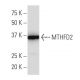 MTHFD2 Antibody (243.1) - Western Blotting - Image 34124 