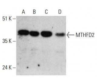 MTHFD2 Antibody (D-4) - Western Blotting - Image 364862 