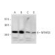MTHFD2 Antibody (E-8) - Western Blotting - Image 289567 