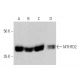 MTHFD2 Antibody (E-8) - Western Blotting - Image 359543