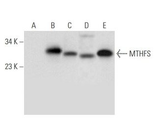 MTHFS Antibody (G-8) - Western Blotting - Image 300548 