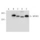 MTHFS Antibody (G-8) - Western Blotting - Image 300548 