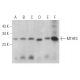 MTHFS Antibody (G-8) - Western Blotting - Image 369421