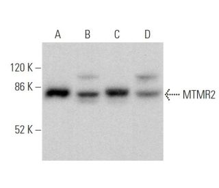 MTMR2 Antibody (E-6) - Western Blotting - Image 375863 