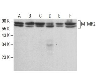 MTMR2 Antibody (F-1) - Western Blotting - Image 383937 