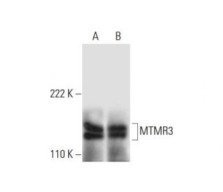 MTMR3 Antibody (A-12) - Western Blotting - Image 299253 