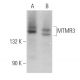 MTMR3 Antibody (A-12) - Western Blotting - Image 368395