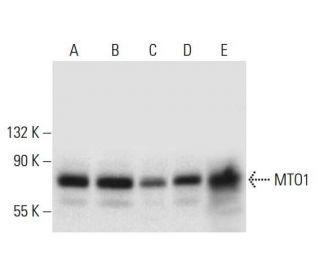 MTO1 Antibody (A-8) - Western Blotting - Image 308401 