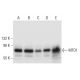 MTO1 Antibody (A-8) - Western Blotting - Image 308401 