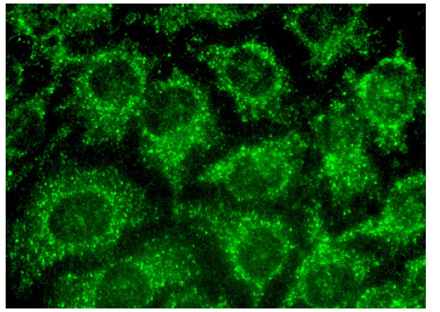 Anti-MTO1 Antibody (H-5) | SCBT - Santa Cruz Biotechnology