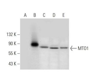 MTO1 Antibody (H-5) - Western Blotting - Image 304327 