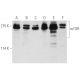 western blotting image from recommended mTOR (30) monoclonal antibody replacement. Image 390045