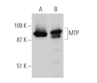 MTP Antibody (C-1) - Western Blotting - Image 360567 