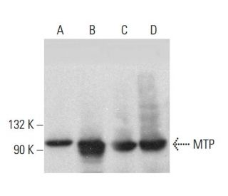 MTP Antibody (D-4) - Western Blotting - Image 381332 