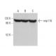 mtp110 Antibody (2G2) - Western Blotting - Image 374424 