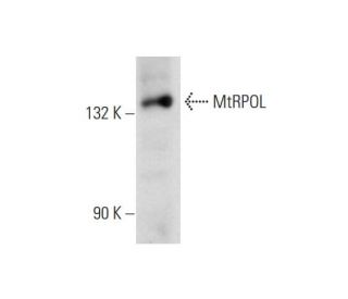 MtRPOL Antibody (B-1) - Western Blotting - Image 143606 