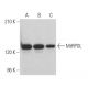 MtRPOL Antibody (B-1) - Western Blotting - Image 365167